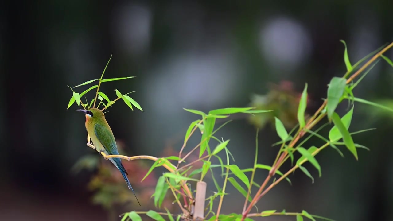 栗喉蜂虎视频素材