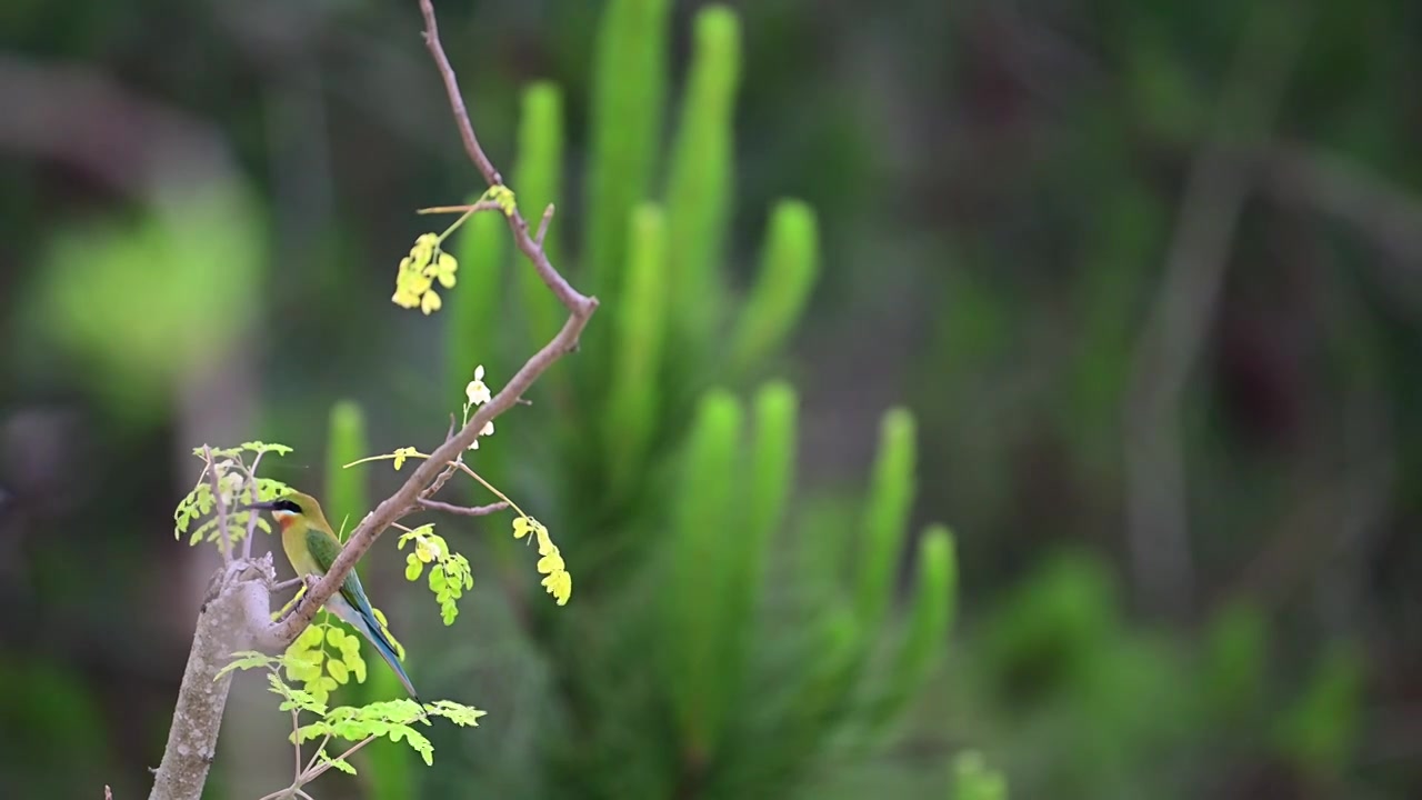 栗喉蜂虎视频素材