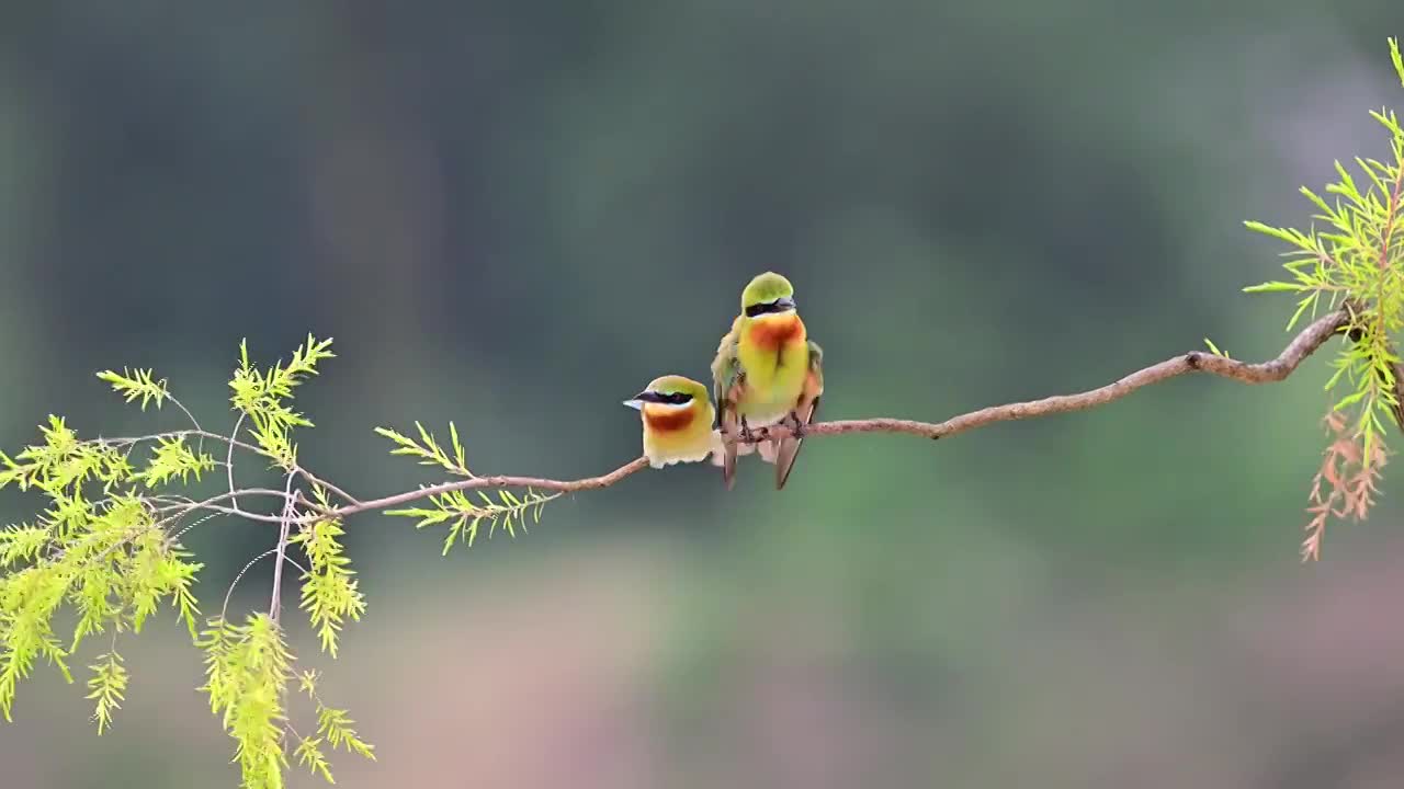 栗喉蜂虎视频素材