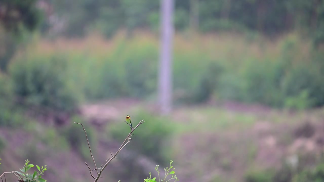 栗喉蜂虎视频素材