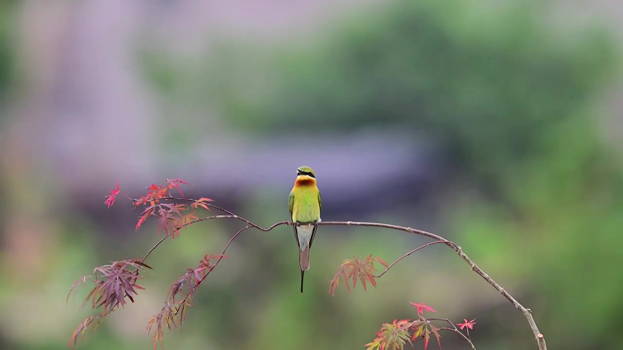 栗喉蜂虎视频素材