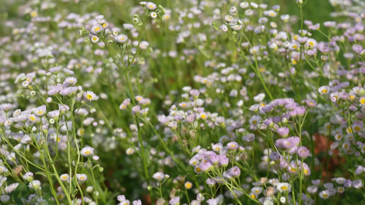 公园里成片盛开的菊花视频素材