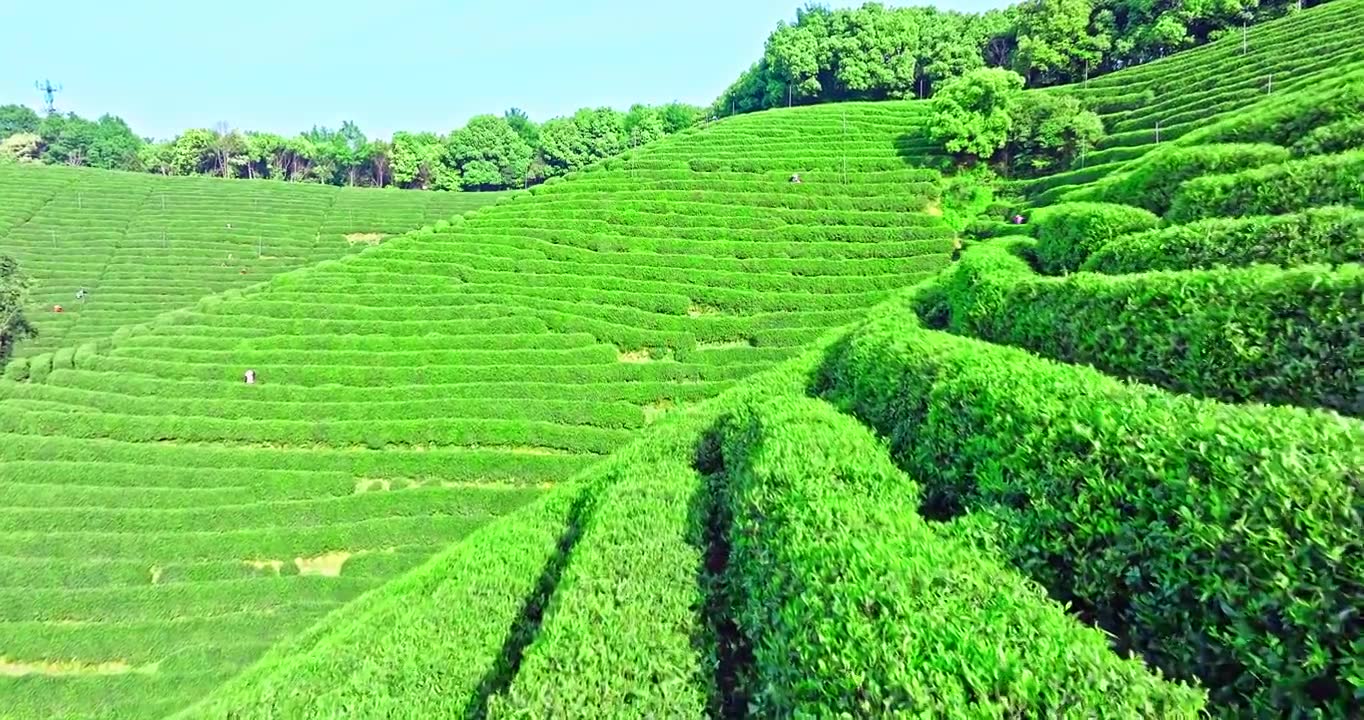 春天山上的绿色茶园梯田视频素材