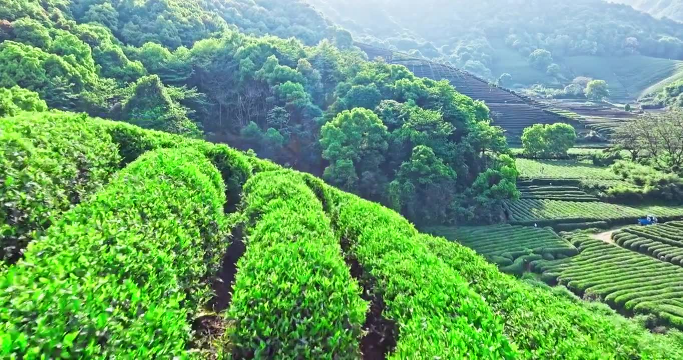 春天山上的绿色茶园梯田视频素材