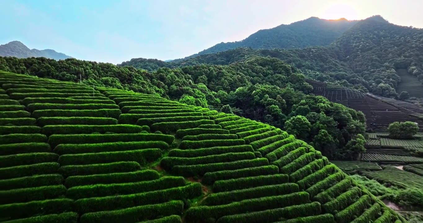 春天山上的绿色茶园梯田视频素材