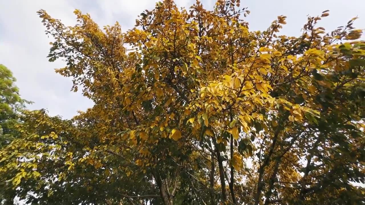 夏天的树叶视频素材