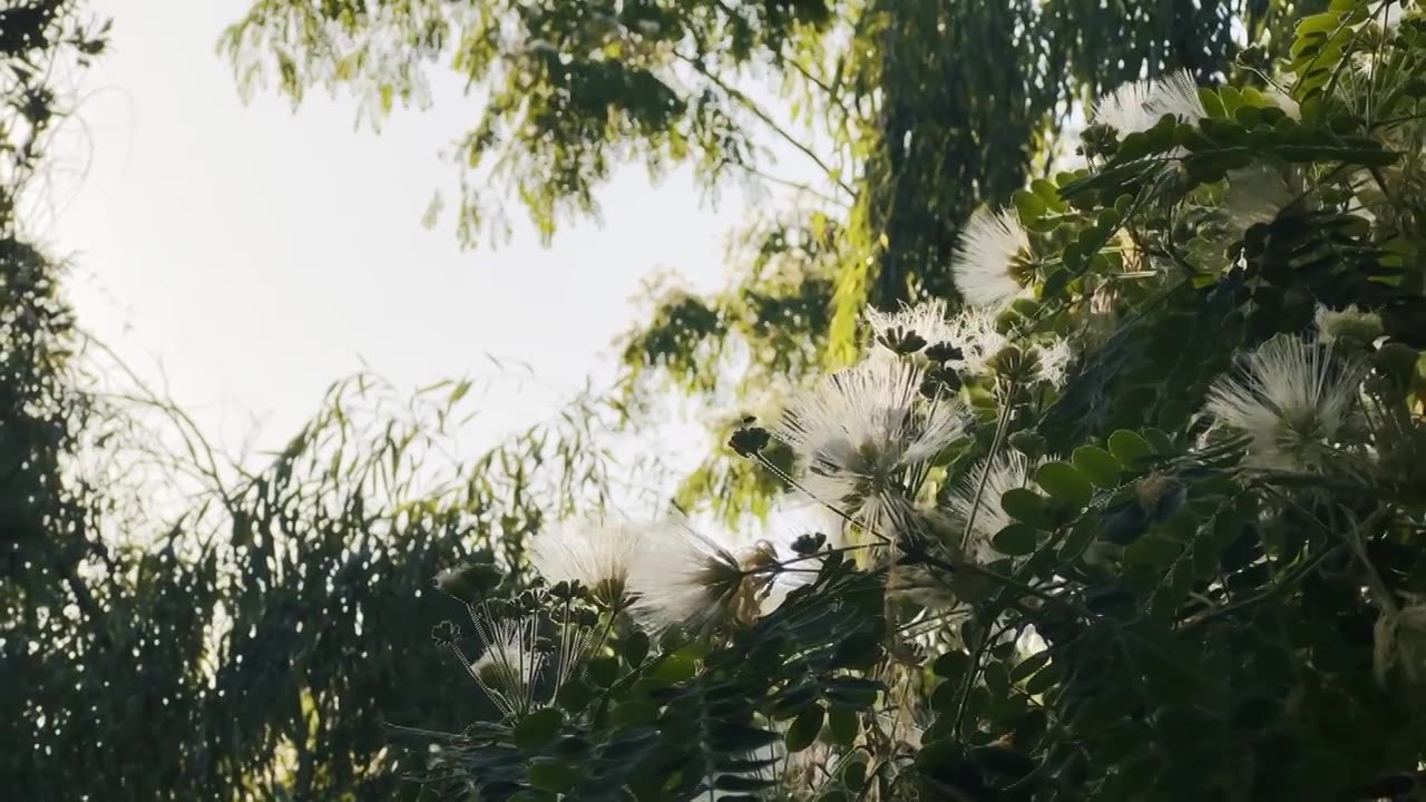 夏天的树叶视频素材