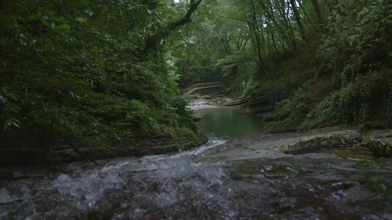 美丽的溪流在夏天的森林河。有创造力。河流密集流动视频素材