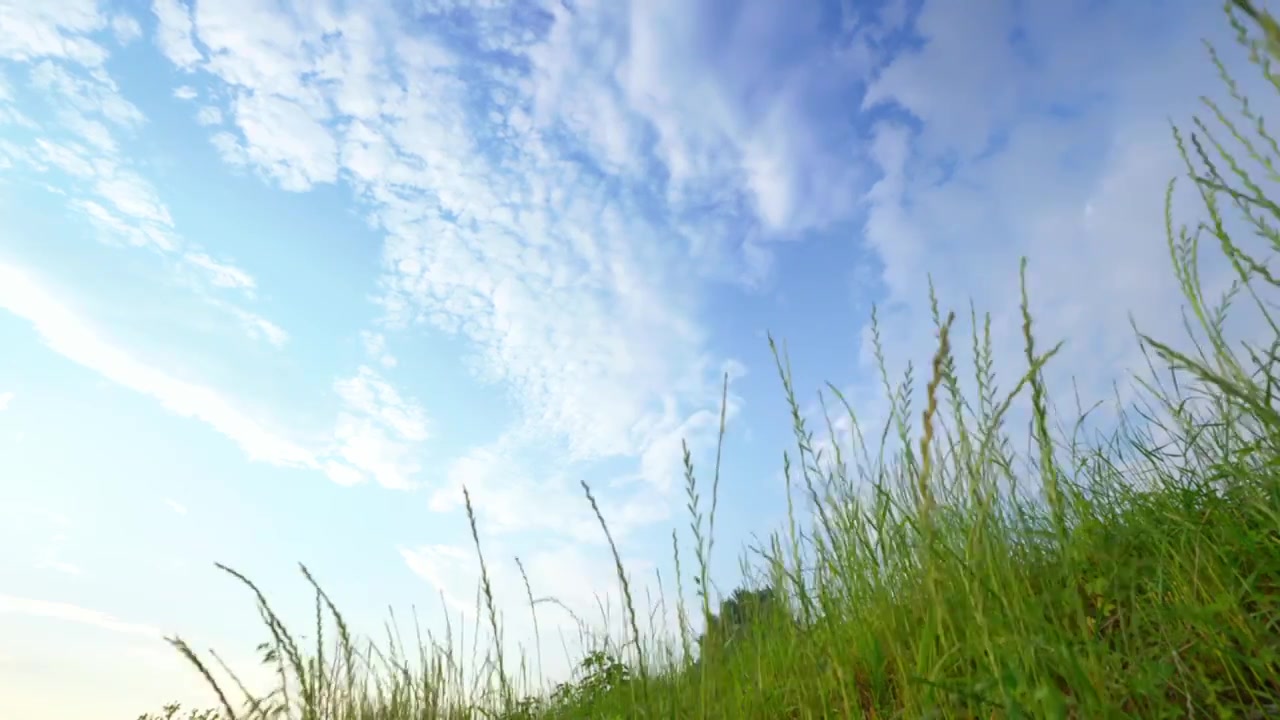 夏天 清晨 草地 天空 云 风景视频素材