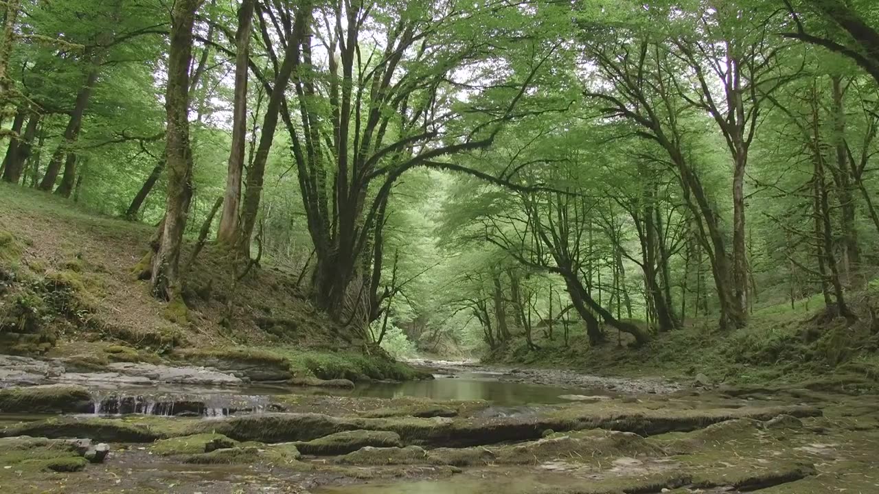 美丽的水和森林里的小瀑布。有创造力。小急流视频素材