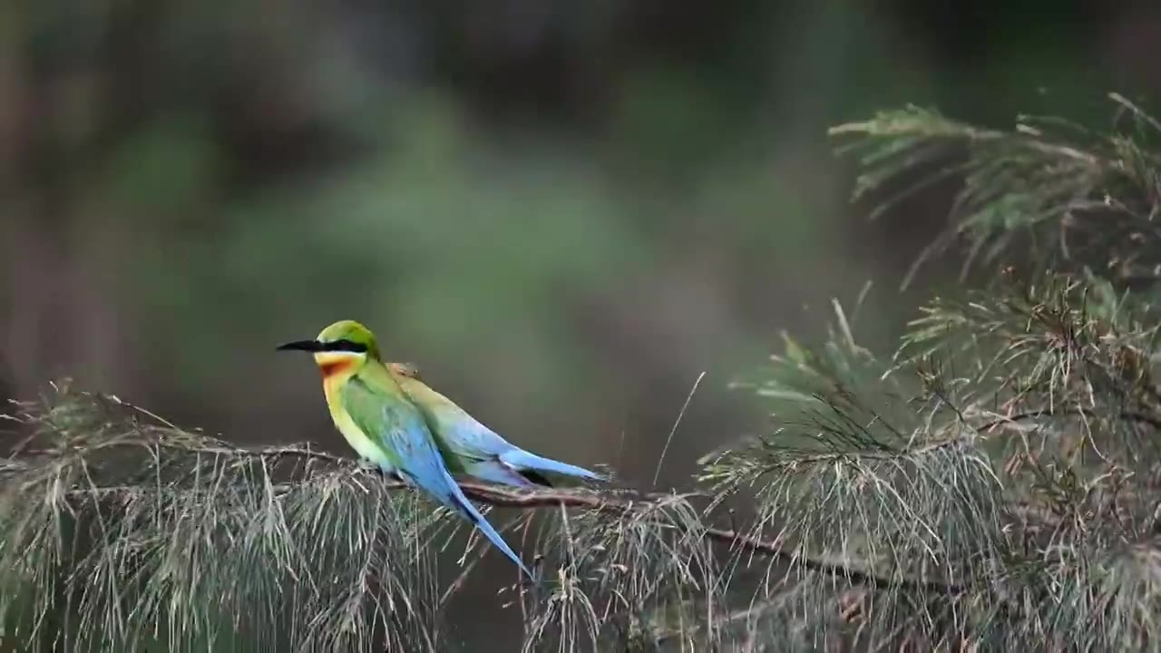 栗喉蜂虎视频素材