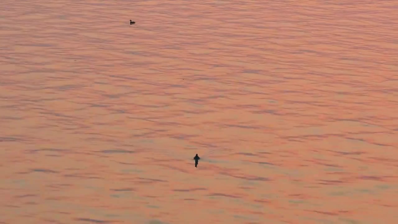 日落时分阳澄湖里面的水鸟在嬉戏打闹风景航拍视频素材