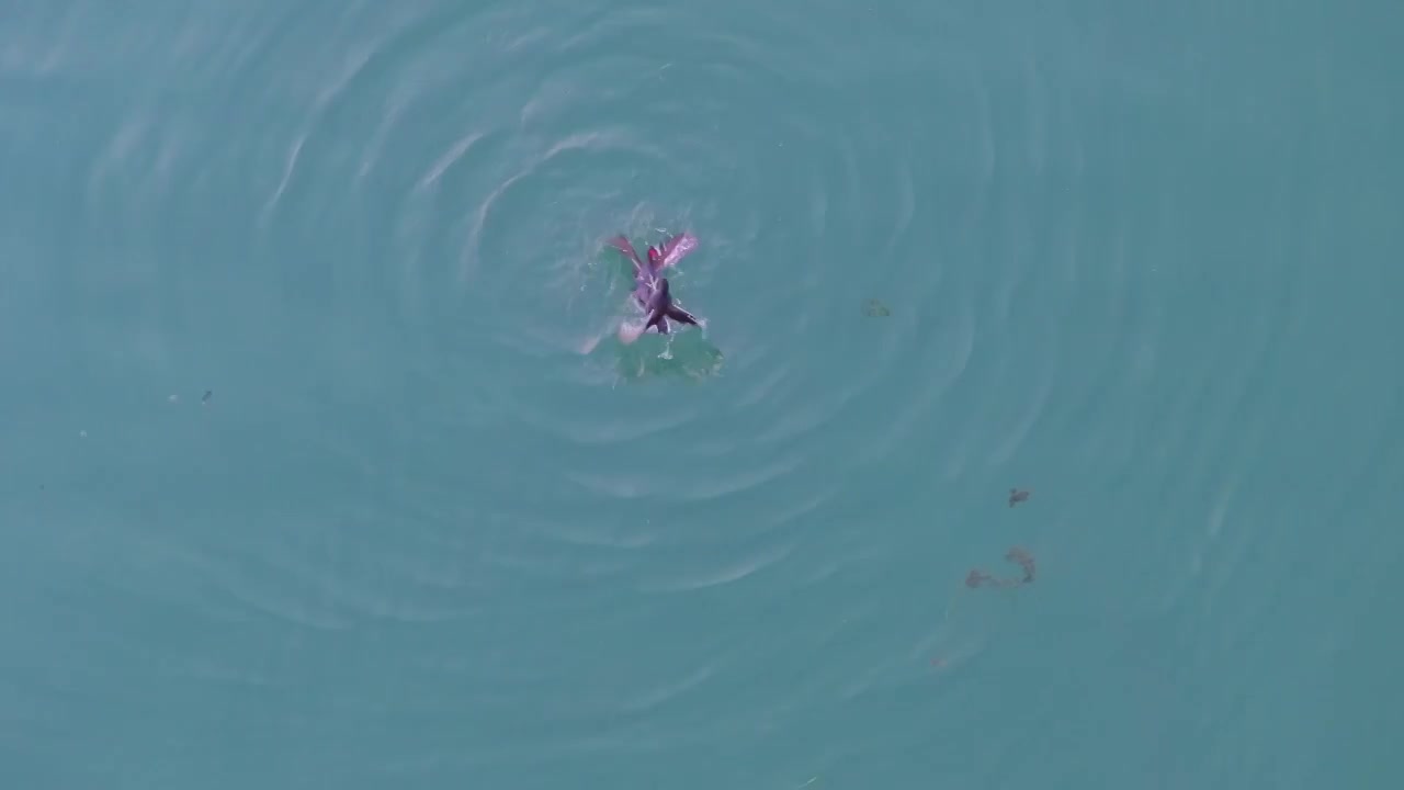 日落时分阳澄湖里面的水鸟在嬉戏打闹风景航拍视频素材