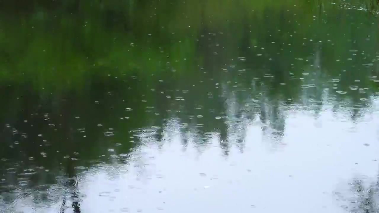 下雨天雨水落在绿色树影背景的池塘里泛起的波纹和涟漪视频素材