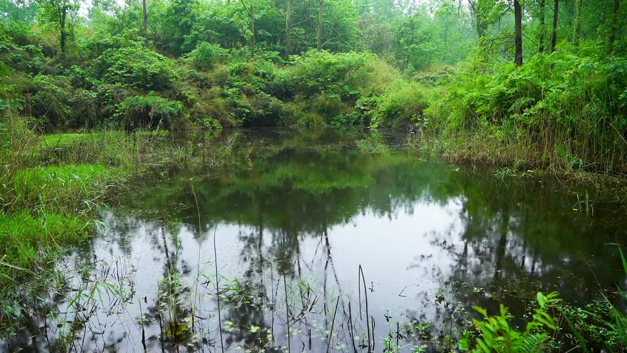 下雨天绿色森林里雨水雨滴落在池塘里视频素材