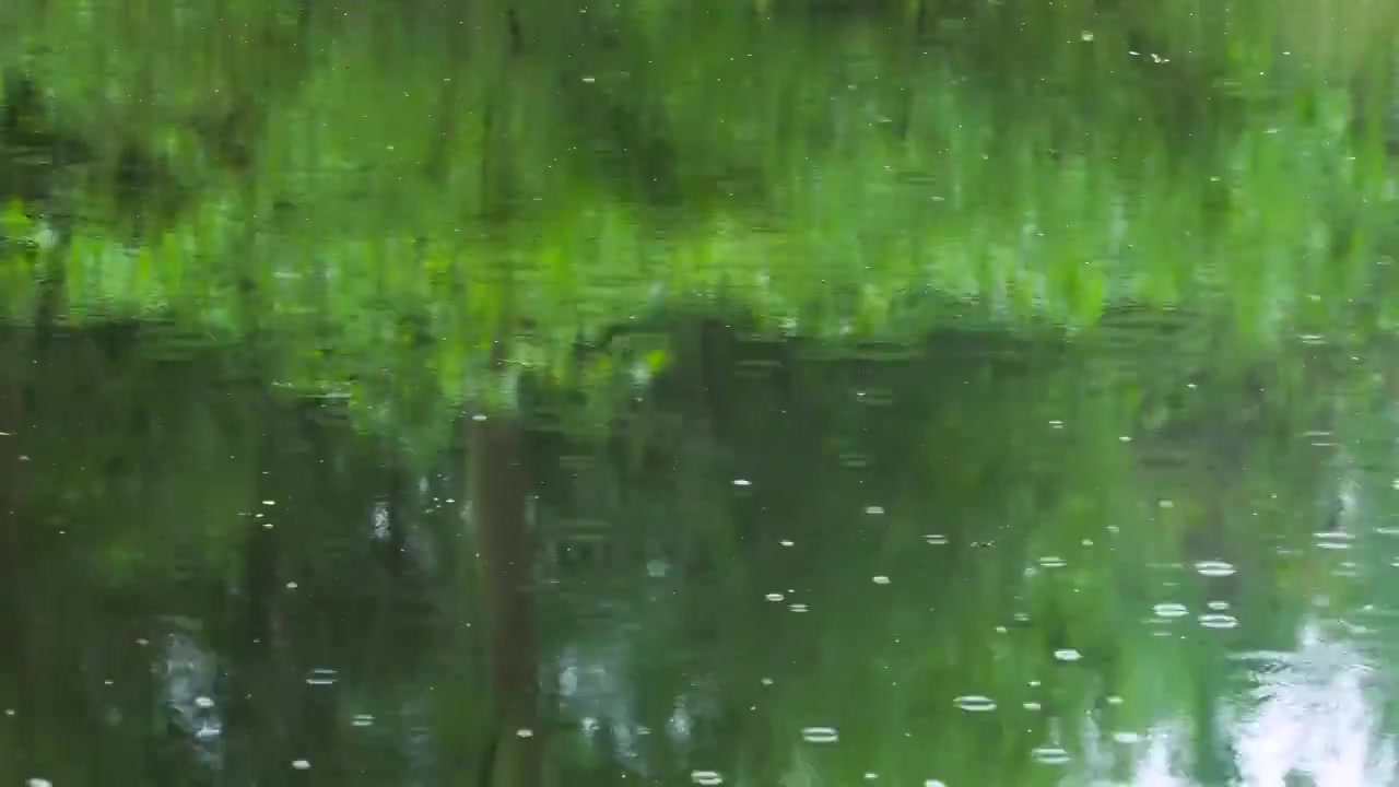 下雨天雨水落在绿色树影背景的池塘里泛起的波纹和涟漪视频素材