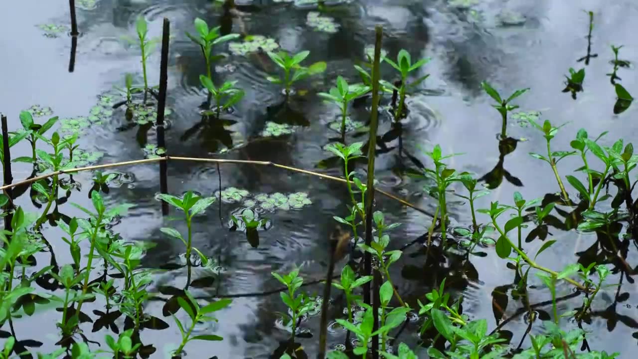 下雨天雨水落在池塘里泛起波纹和涟漪视频素材