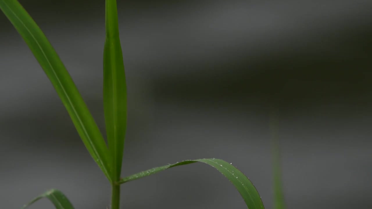 雨天小草雨滴视频素材