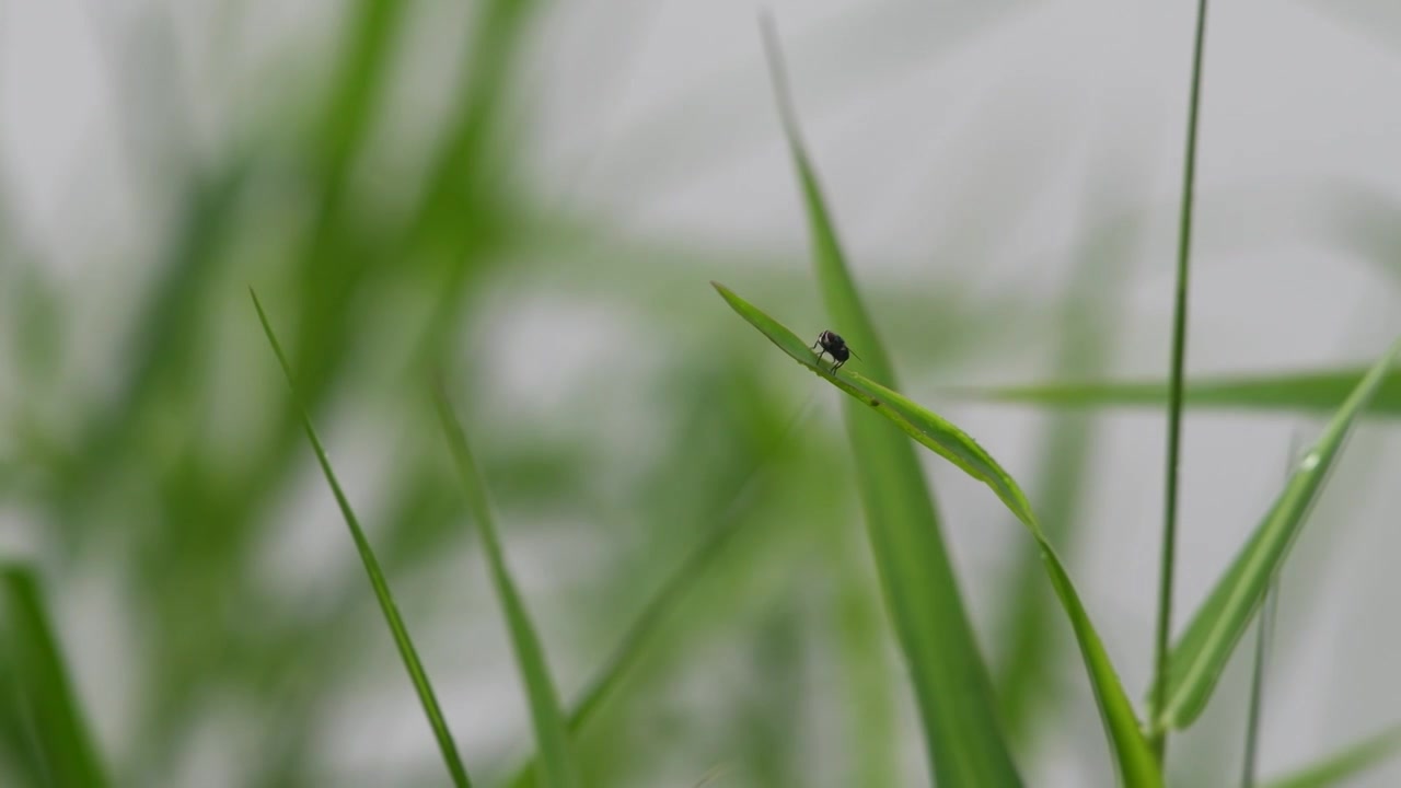 雨天小草雨滴视频素材