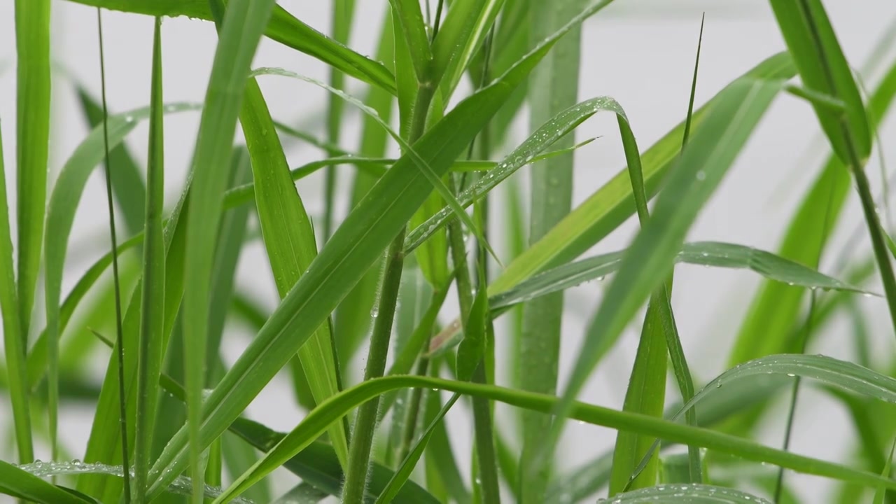 雨天小草雨滴视频素材