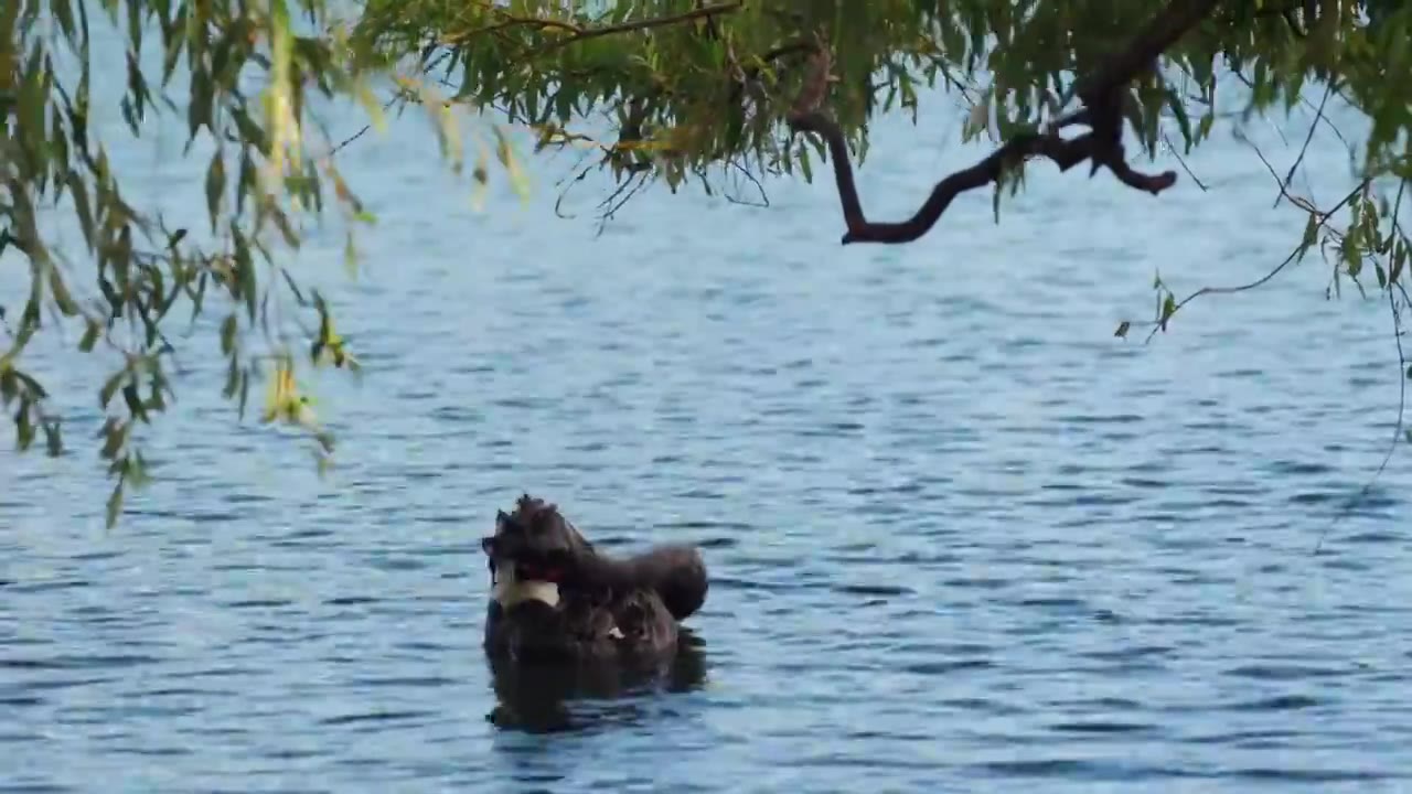 诗歌般的画面春天湖面上的黑天鹅视频素材