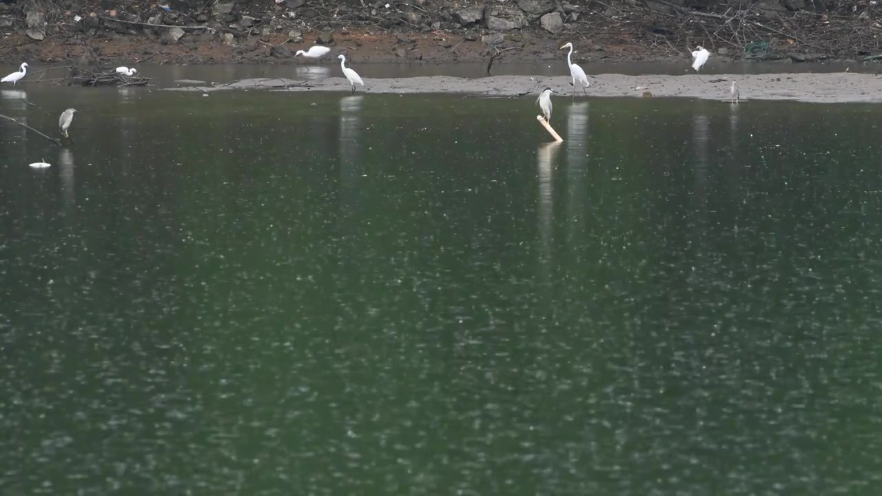 雨天白鹭在湖边觅食视频素材