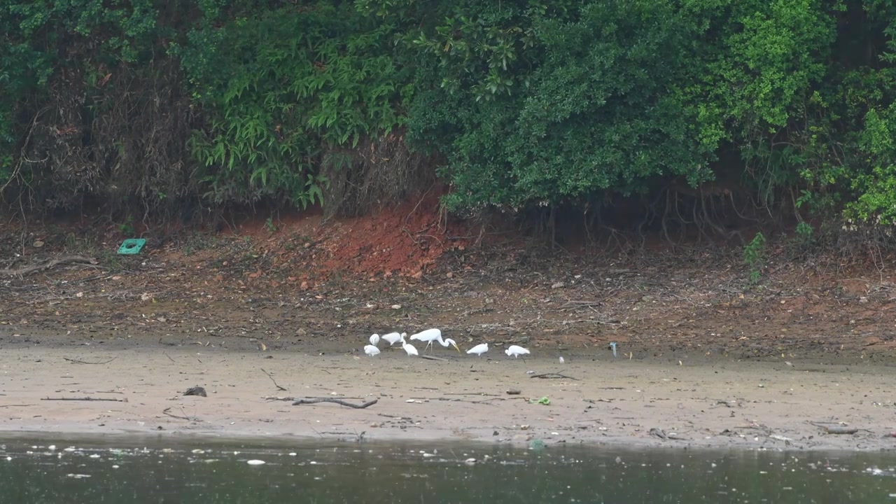 雨天白鹭在湖边觅食视频素材