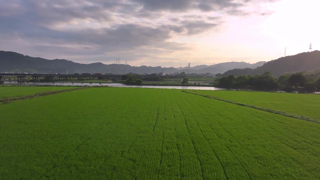 春天稻田风景航拍视频素材