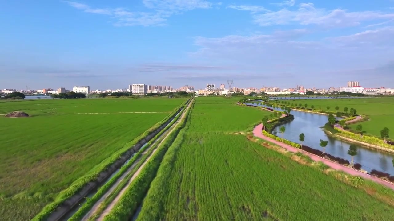 春天稻田风景航拍视频素材