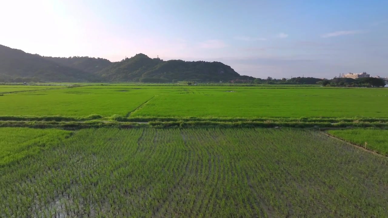 春天稻田风景航拍视频素材