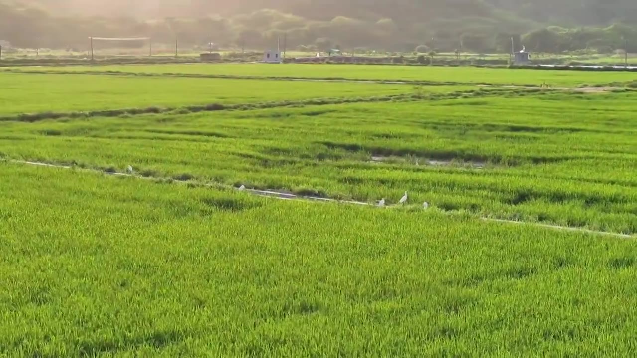 春天稻田风景航拍视频素材