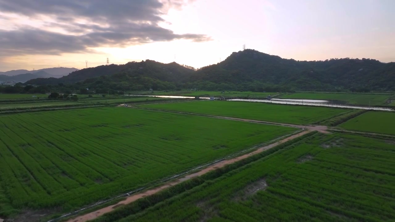 春天稻田风景航拍视频素材