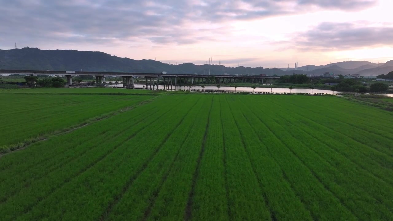 春天稻田风景航拍视频素材