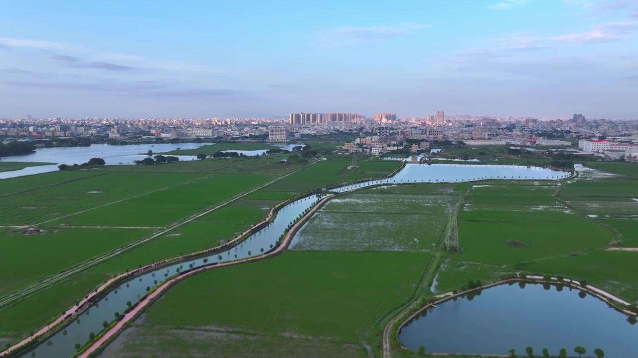 春天稻田风景航拍视频素材