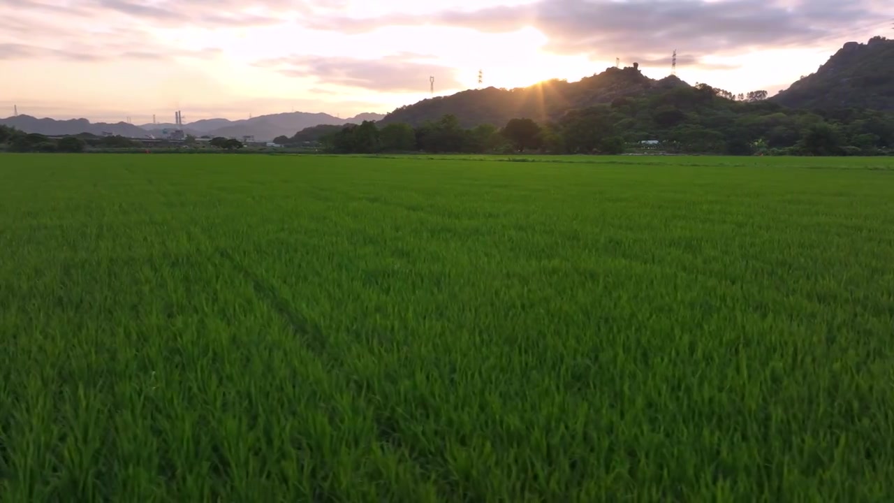 春天稻田风景航拍视频素材