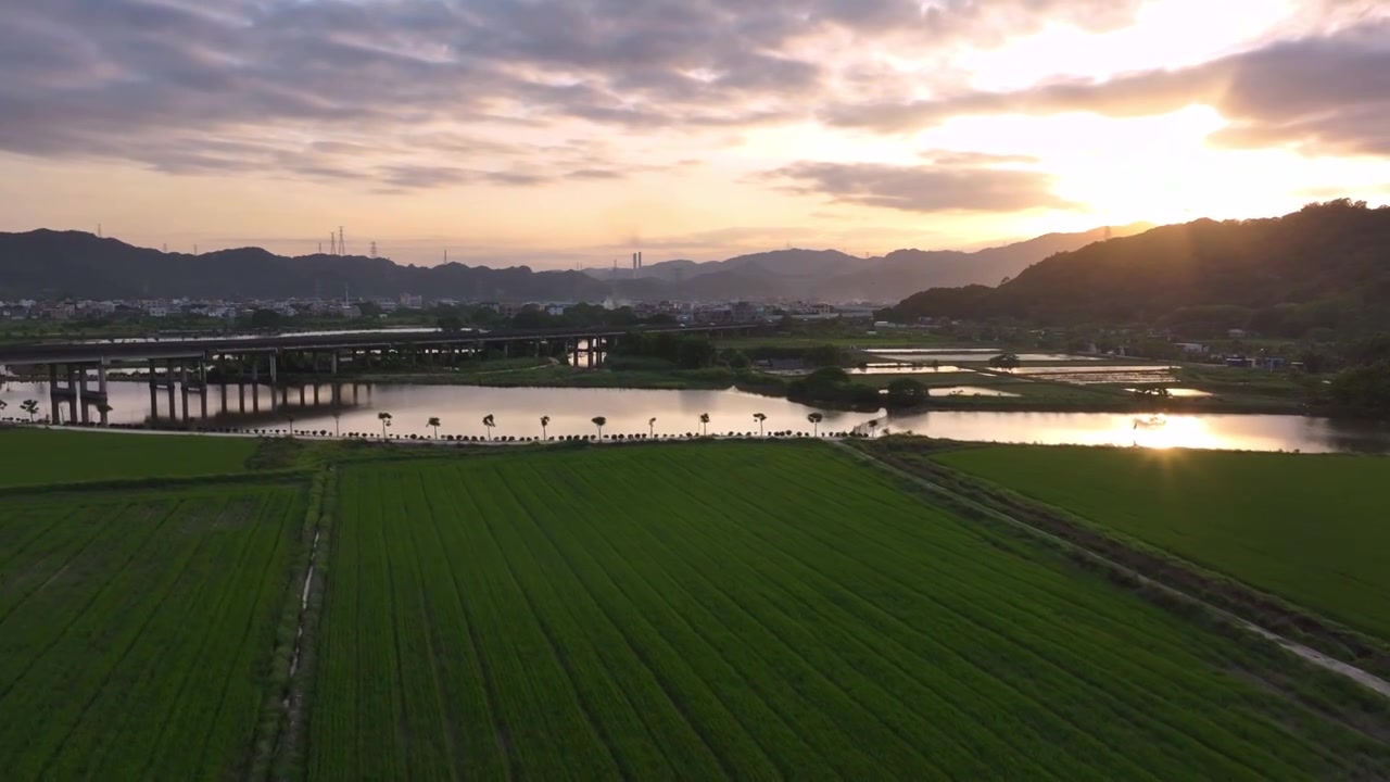 春天稻田风景航拍视频素材