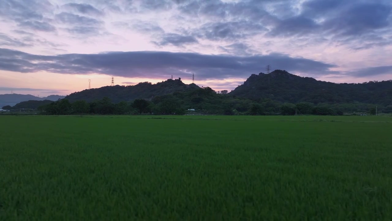 春天稻田风景航拍视频素材