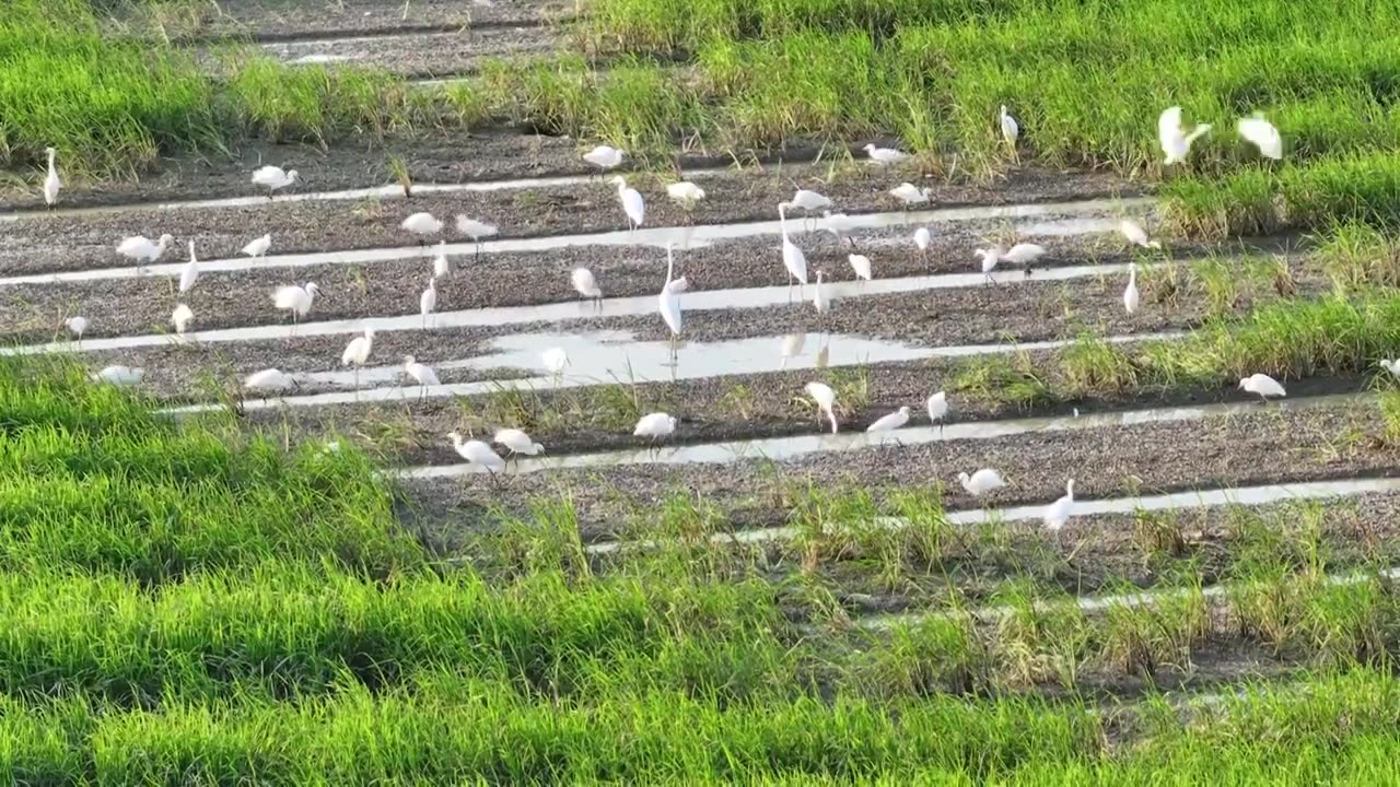 稻田白鹭视频素材