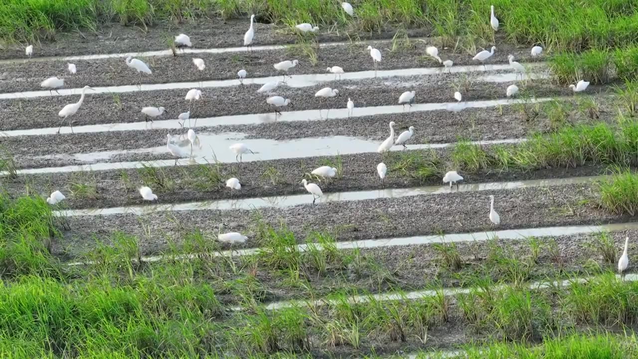 稻田白鹭视频素材