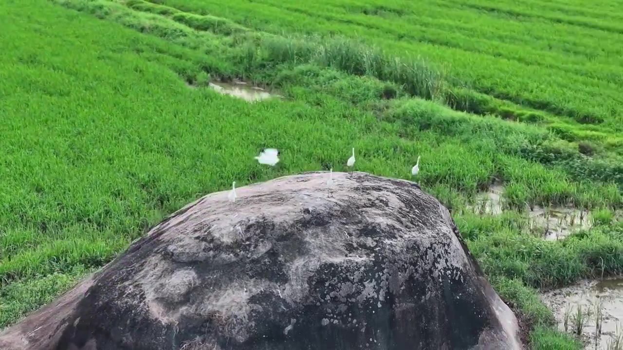 稻田白鹭视频素材