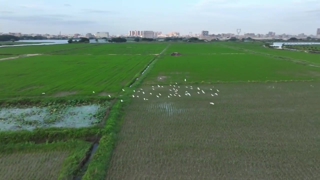 稻田白鹭视频素材