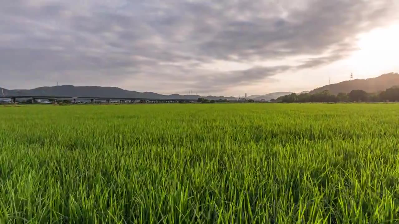 稻田日落延时视频素材