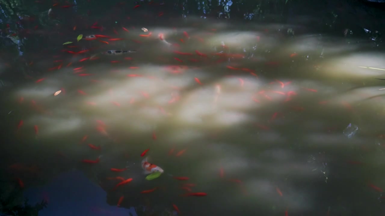 阳光透过树林照进池塘的水面上，鱼群在游动觅食视频素材