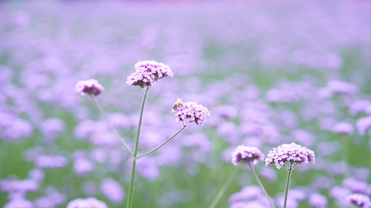 薰衣草蜜蜂采蜜特写视频素材