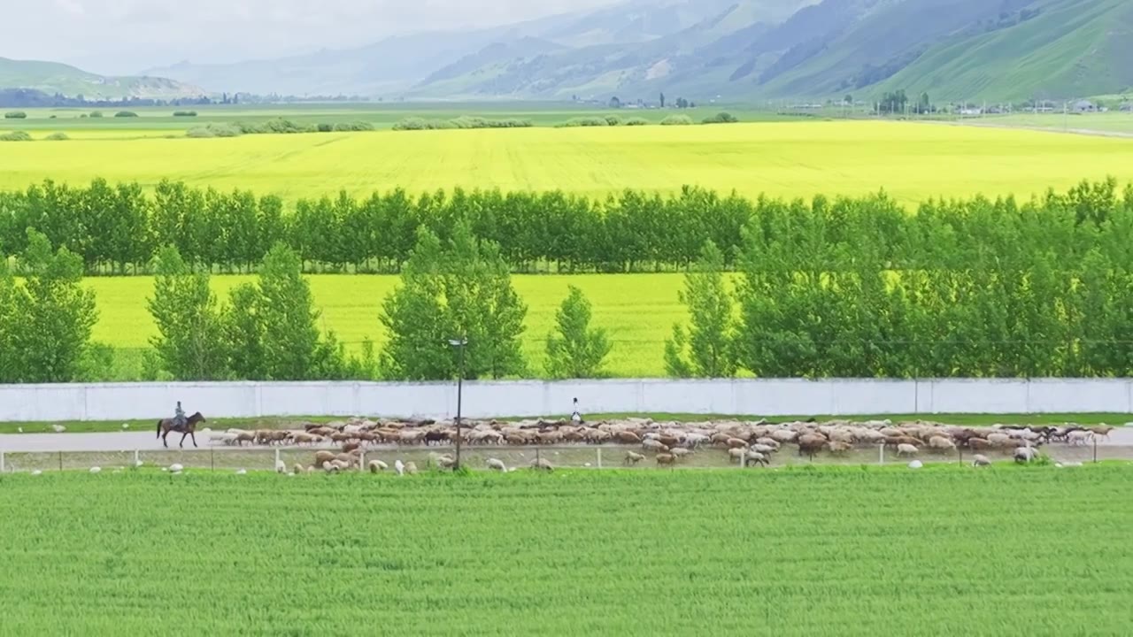 唐布拉草原牧民赶羊HDR航拍视频素材