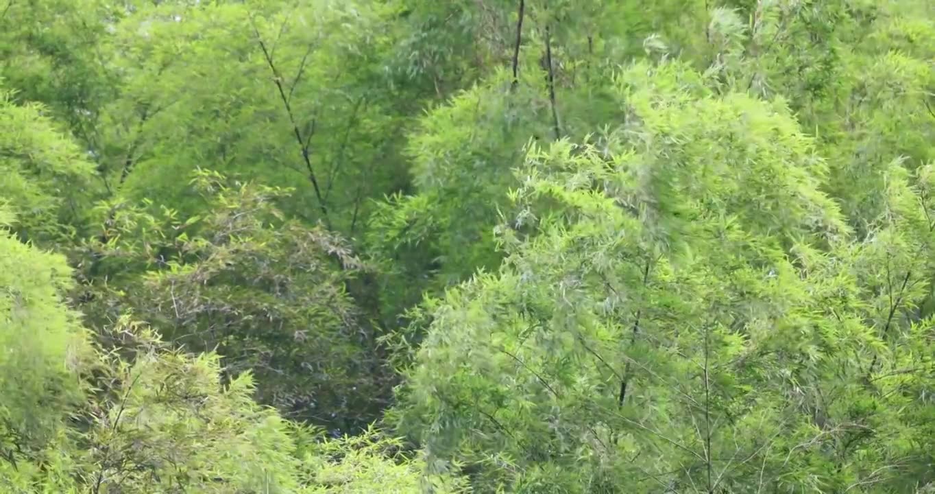 （合集）竹林竹叶唯美意境禅意治愈升格空镜视频素材