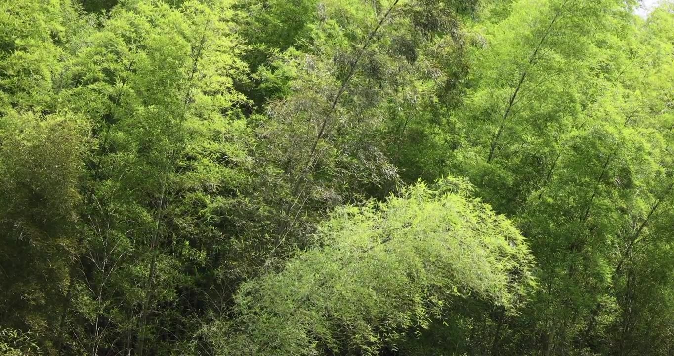 竹林竹叶唯美意境禅意治愈升格空镜视频素材