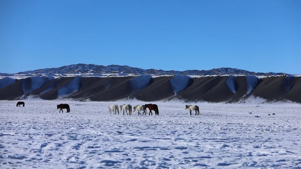 雪山下在雪地上觅食的一群马视频素材