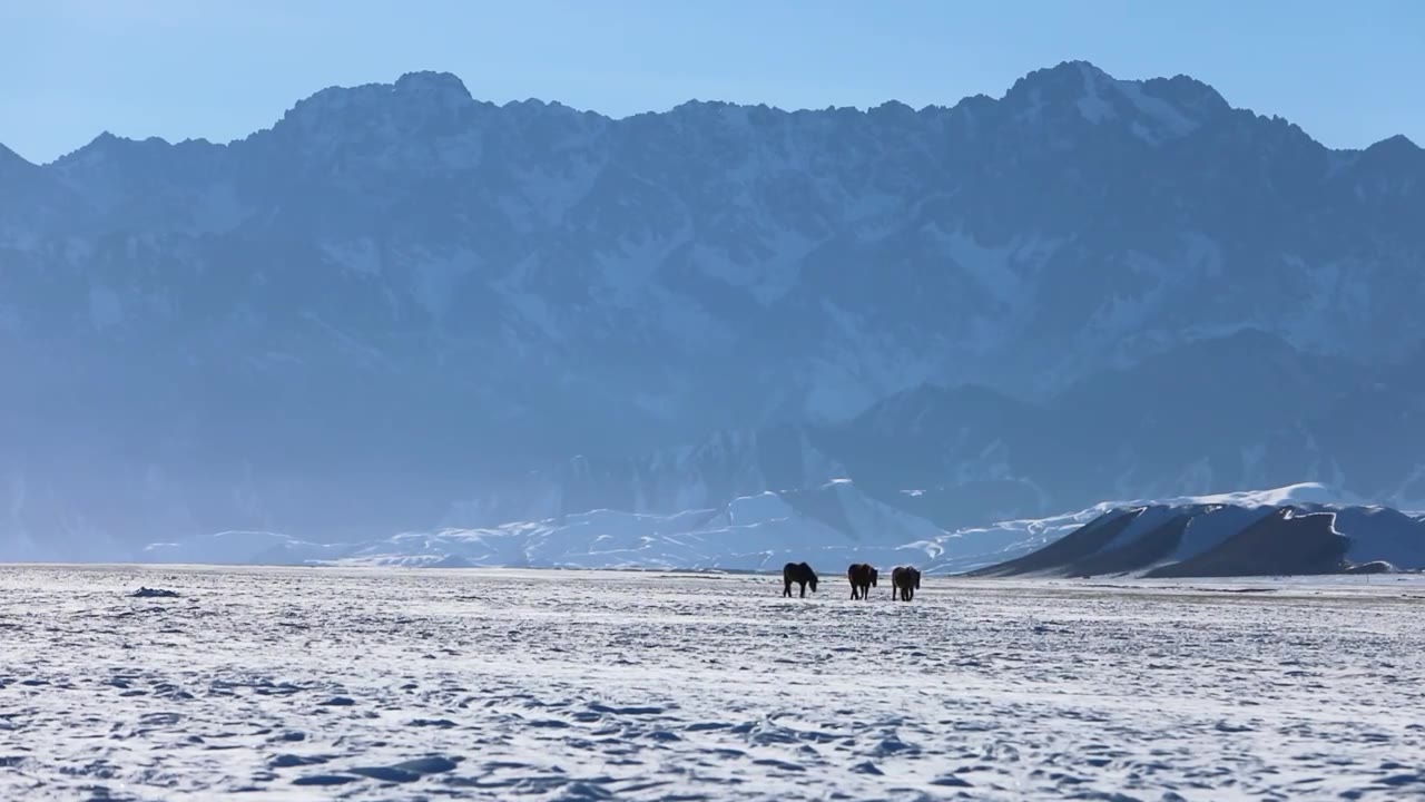 雪山下在雪地上觅食的一群马视频下载