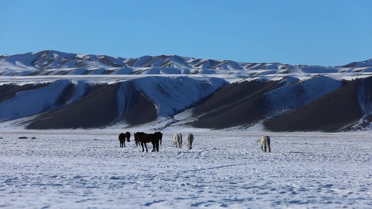 雪山下在雪地上觅食的一群马视频素材